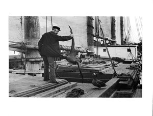 Seaman on the deck of a schooner holding, by the wing, a gooney bird (blackfoot albatross), ca.1900-1930