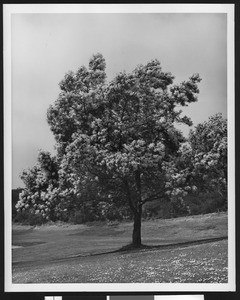 Tree with lightly-colored blossoms on what appears to be a golf course