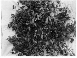 Close-up of peanuts still on the branches, grown at Tierra Bonita