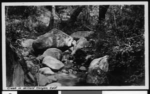 Millard Canyon creek, Altadena