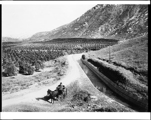 View of a horse-drawn wagon near an orange grove in Riverside