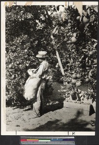 Orange fruit picker in a grove, Santa Ana, ca.1900