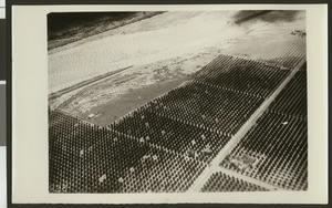 Aerial view of flooding of the Santa Ana River, showing a break in a levee, ca.1930