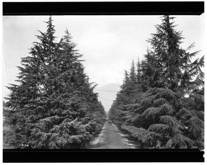 View of Santa Rosa Avenue in Altadena, showing automobiles, 1925