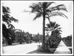 Palm trees and large homes on Chester Place in Los Angeles, 1905
