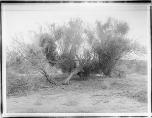 Screw poll mesquite growing in Colorado Desert, ca.1910