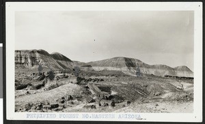 Petrified forest in northeastern Arizona