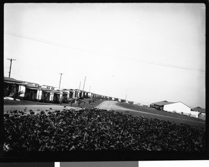 Line of cabins within Olympic Village, showing shrubbery in the extreme foreground, 1932