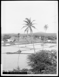 Rice fields near Honolulu, Hawaii, 1907