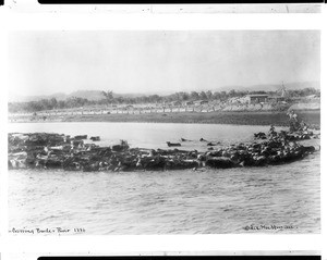 Cattle being led across the Powder River, Montana, 1886