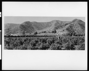 Residence and land of Mr. Harper located in the mouth of Laurel Canyon, West Hollywood, ca.1905