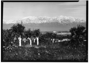 Cut back orange groves with snowcapped mountains, 1932