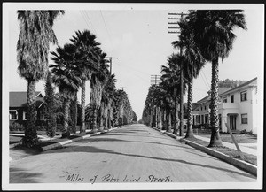 Palm tree-lined residential street in Los Angeles