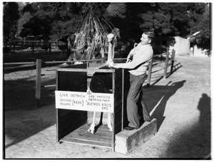 Man in Lincoln Park standing on a box, preparing to hood an ostrich