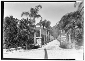 View of of the driveway flanked by cocos plumosas palms at the A.K. Bourne Ranch (#2?) in Glendora, February 20, 1931