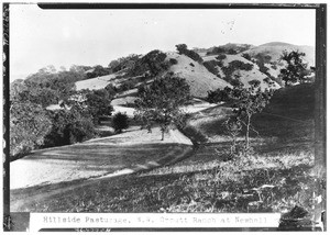 Hillside pasturage at the W.W. Orcutt Ranch at Newhall, Santa Clarita