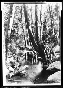 Strawberry Creek in the San Jacinto Mountains running beside curved trees