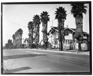 Overgrown palm trees lining a paved residential street