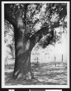 Wide tree trunk just in front of a chickenwire fence