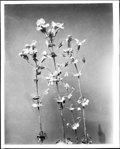 Specimen of yellow monkey flower, ca.1920