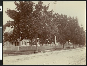 Walnut trees outside the Luther Burbank residence in Santa Rosa, ca. 1900