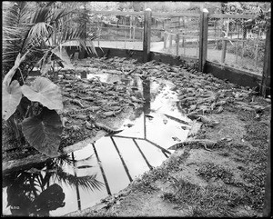 Young alligators in their pen at an alligator farm (possibly the California Alligator Farm)