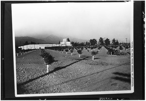 Orange grove "budding" near La Verne, ca.1930