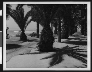 Beach scene with palms