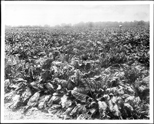 Sugar beet field with a dense growth of beets in Ventura County, California, ca.1910