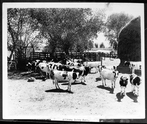 Dairy herd in Arizona