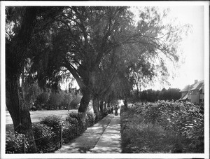 Marguerites bordering the sidewalk in front of the Paul DeLongpre (de Longpre?) residence, Hollywood Boulevard and Cahuenga Avenue, Hollywood, ca.1905