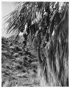 Close-up of fruit on fan palms (Washingtonia Filifera) in Riverside, ca.1903-1920