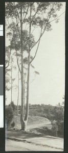 Tall eucalyptus tree alongside a road winding through the hills