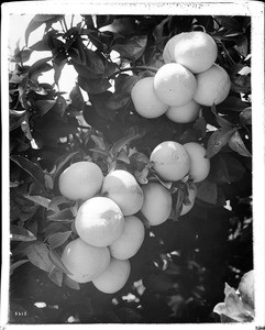 Close-up of grapefruits and blossoms, California, ca.1910