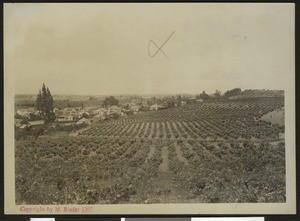 Birdseye view of crops in Sebastopol in Sonoma County, ca.1900