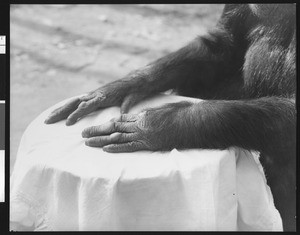 Close-up view of Chimpanzee "Mary's" hands placed on a white tablecloth, ca.1940