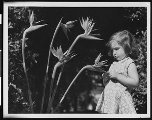 Young girl examining a Bird of Paradise plant