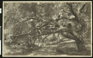 Trees in Playland Park on the 101 Road at the Los Angeles and Ventura County line, ca.1920