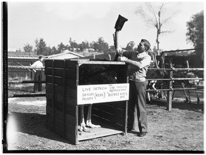 Man preparing an ostrich for transport in Lincoln Park