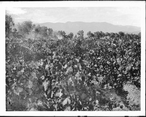 Vineyard near harvest, southern California, ca.1900