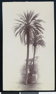 Twin Palms of Old Town San Diego, ca.1888