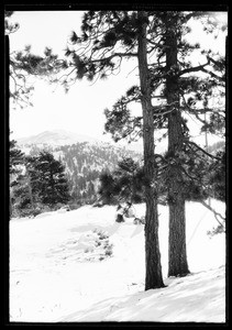 Two pine trees, showing dense forest in extreme background