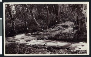 Mill Creek Canyon in Redlands, California, showing large stream, ca.1900