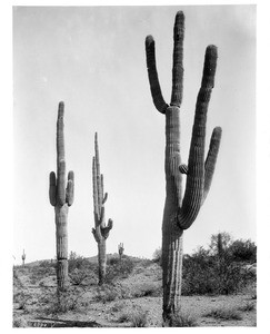 Giant cactus on Pima Indian Reservation, Arizona, ca.1920