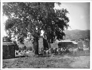 Goat herd owned by Tule River Indians, Tule River Indian Reservation, near Porterville, ca.1900