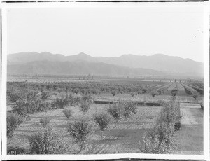 A southern California fruit orchard extends into the distance as far as the eye can see