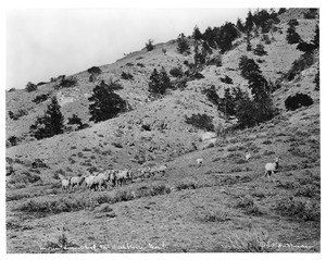 Mountain sheep at the foot of Mount Washburn, Montana, ca.1890