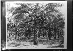 Man picking dates from a platform in the Coachella valley