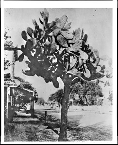 Cactus in front of the Roundhouse building at 311 South Main Street during the time that a Kindergarten school occupied the building, ca.1882