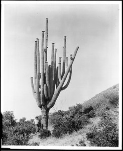 Giant cactus (Cereus giagantia), in Arizona, standing roughly six times taller than the woman standing to its right, ca.1920